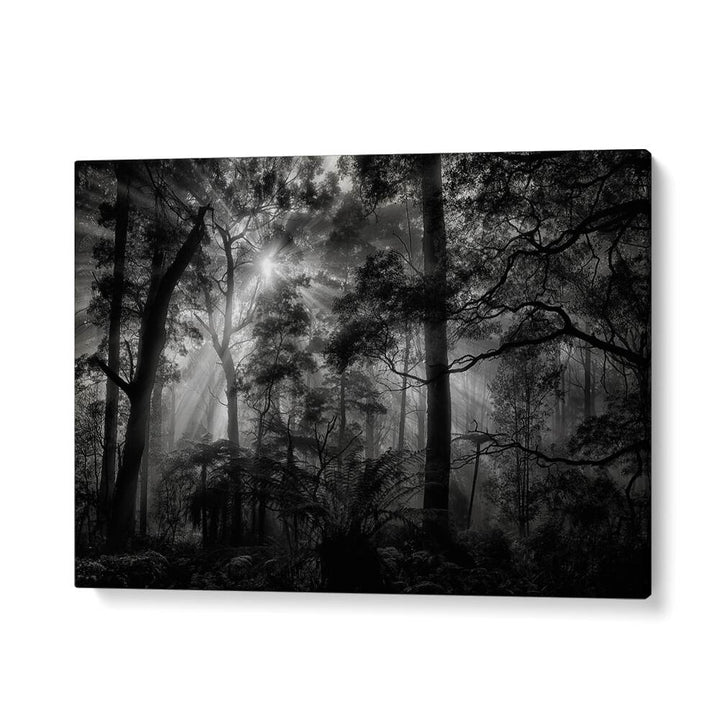 PHOTOGRAPHY painting - PRIMARY FOREST by Asianmonk