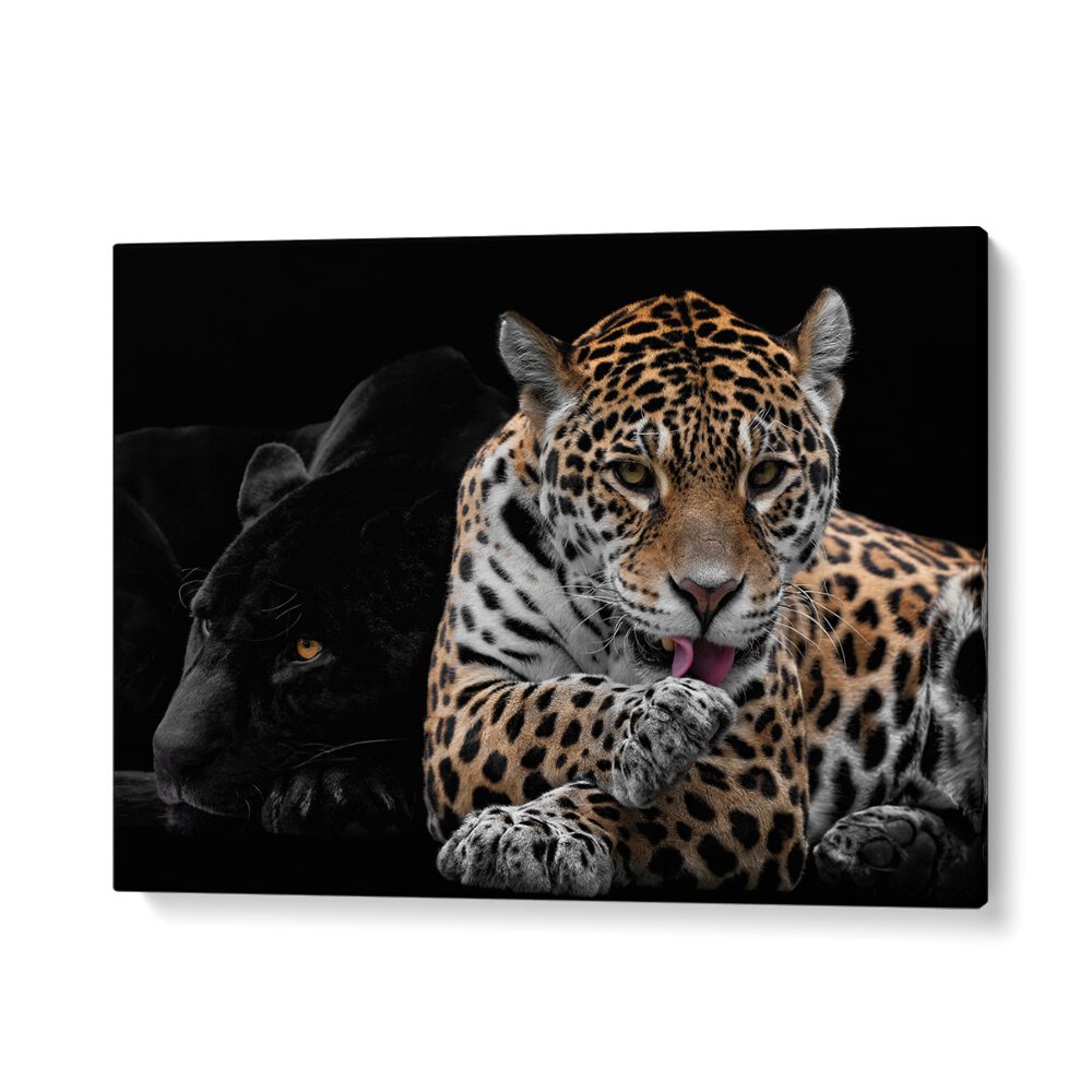 PHOTOGRAPHY painting - MR AND MRS JAGUAR - PANTHERA ONCA by Asianmonk