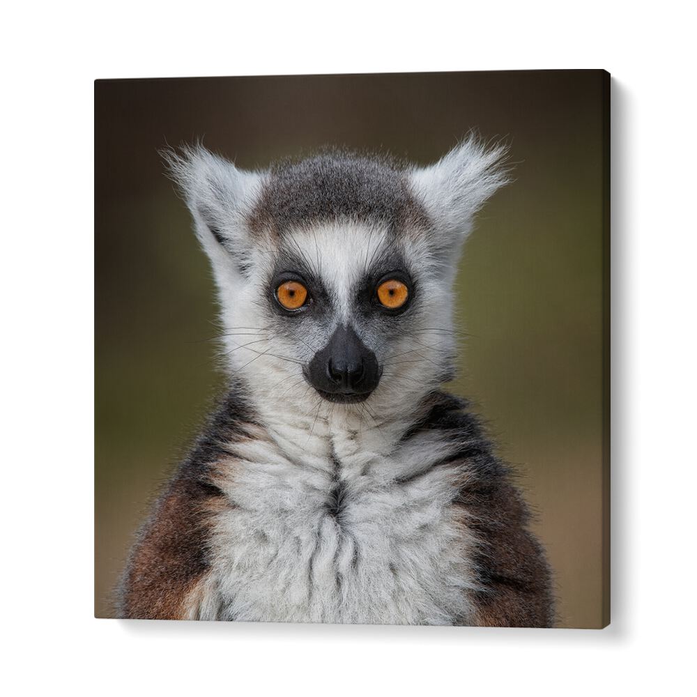 chre painting - MAKI CATTA- LEMUR CATTA by Asianmonk