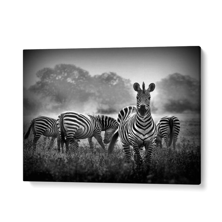 PHOTOGRAPHY painting - STALLION IN A PIN STRIPE SUIT by Asianmonk