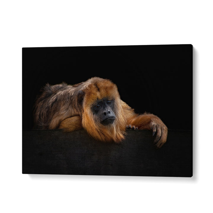 PHOTOGRAPHY painting - I'M BORED - BABOUNE - ALOUATTA MACCONNELLI by Asianmonk