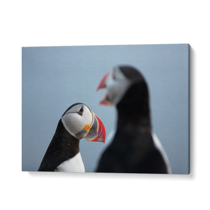 PHOTOGRAPHY painting - PUFFIN TALK by Asianmonk