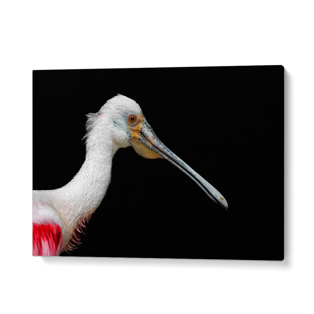 PHOTOGRAPHY painting - AFRICAN SPOONBILL - PLATALEA ALBA by Asianmonk