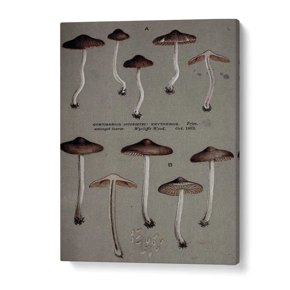 Christian Meermann painting - FUNGAL ODYSSEY JOURNEY OF THE AIRBORNE CAPS by Asianmonk