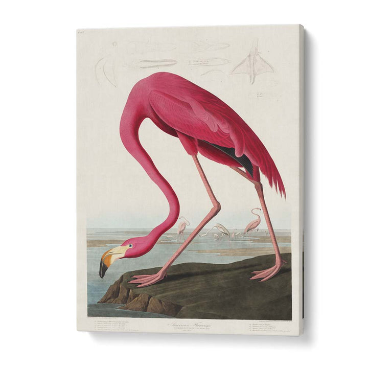 RED FLAMINGO - I