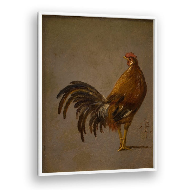 A COCK