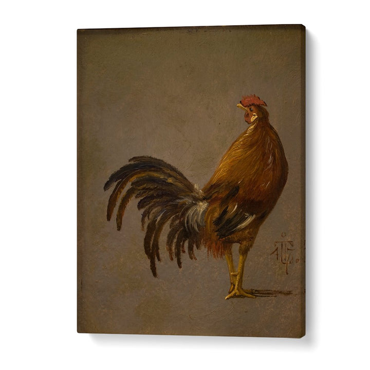 A COCK