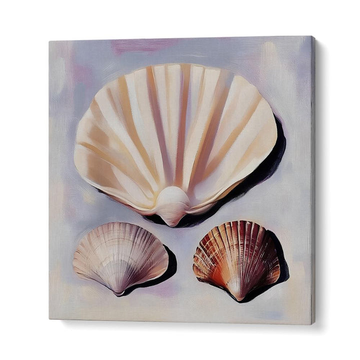 SOFT SCALLOP SHELLS