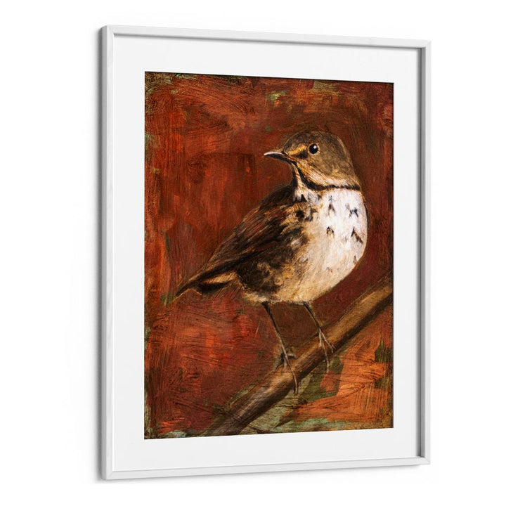 SPECKLED THRUSH PERCHED