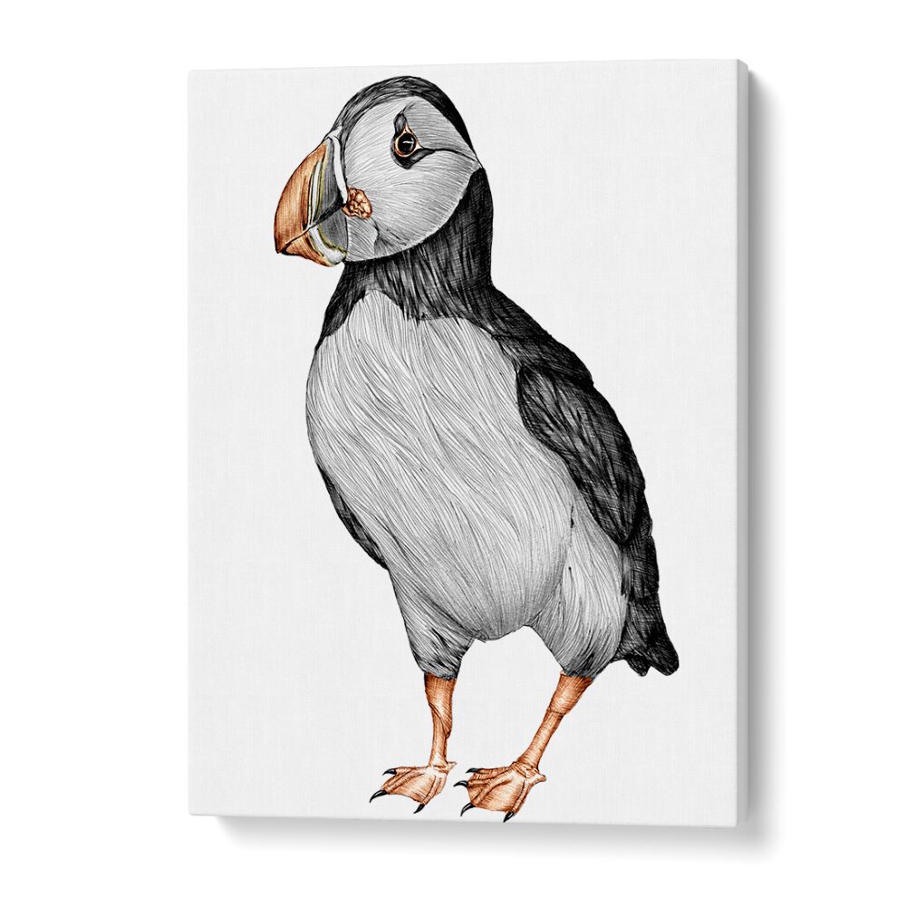 little puffin Vintage paintings in Gallery Wrap