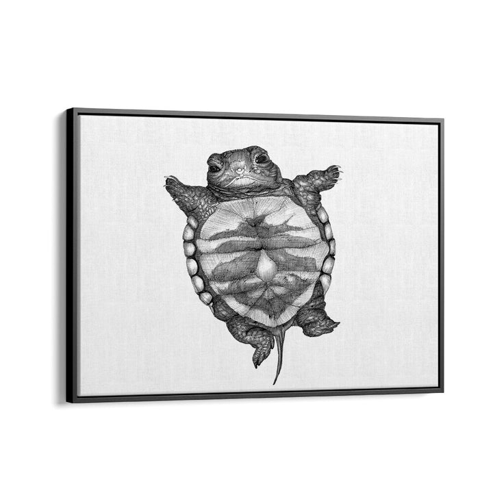 little turtle large Wildlife paintings in Black Floater Frame