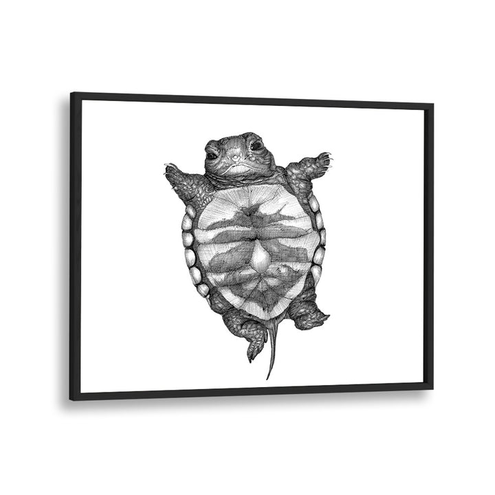 little turtle large Wildlife paintings in Black Plain Frame