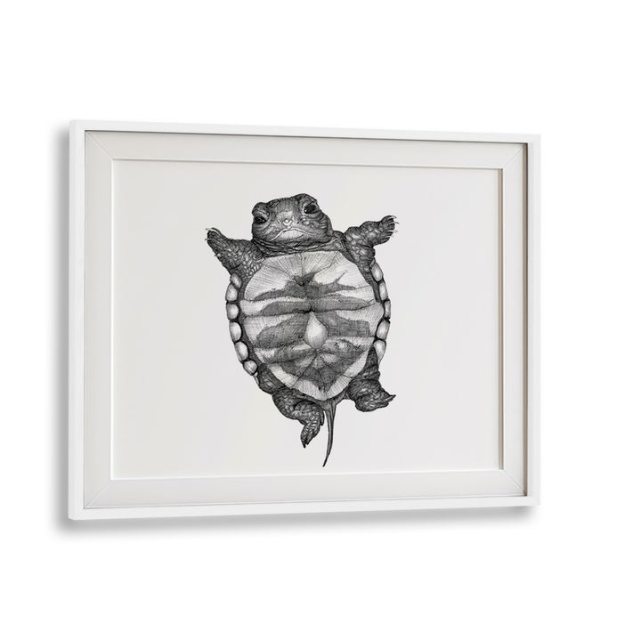 little turtle largeWildlife paintings in White Frame With Mount