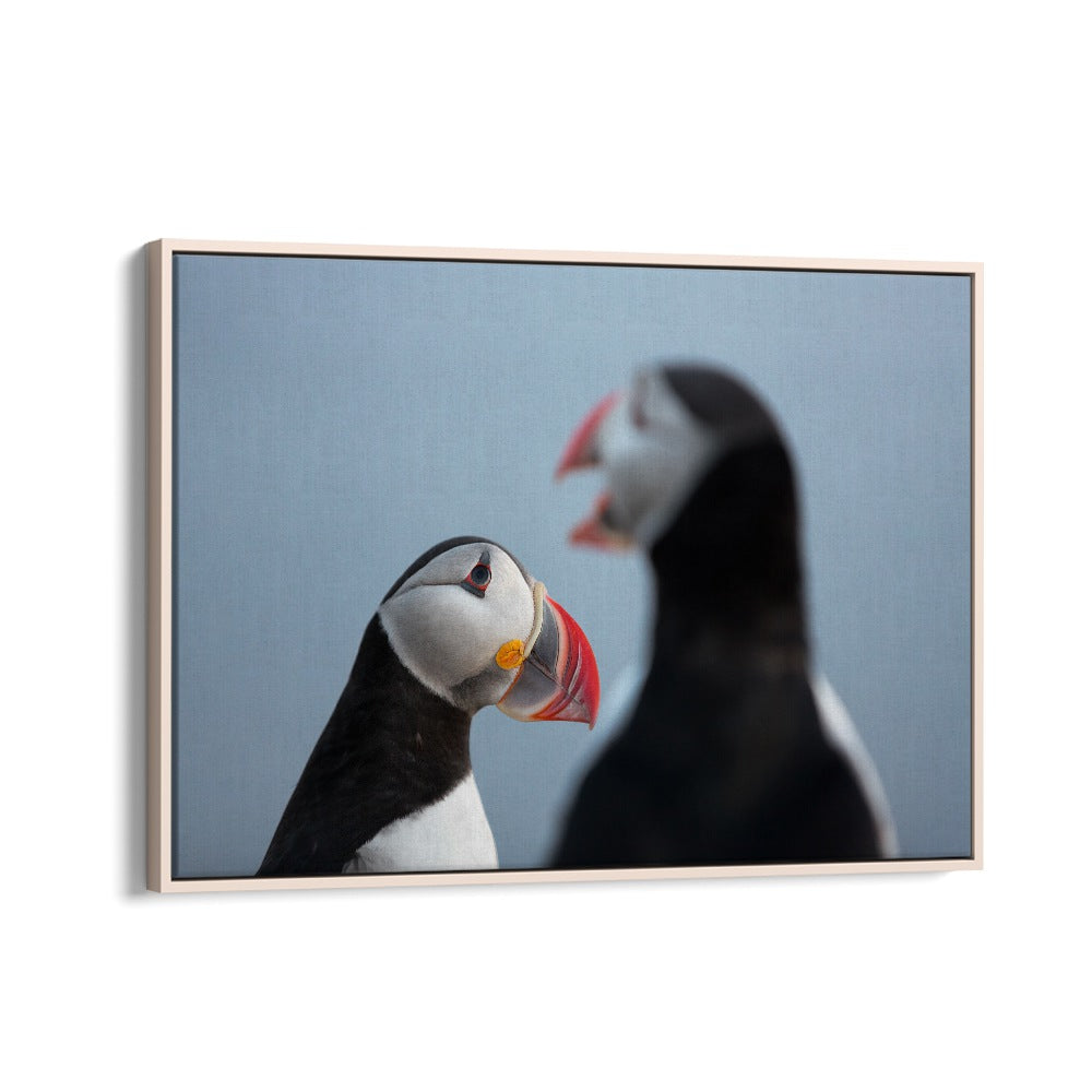 PHOTOGRAPHY painting - PUFFIN TALK by Asianmonk