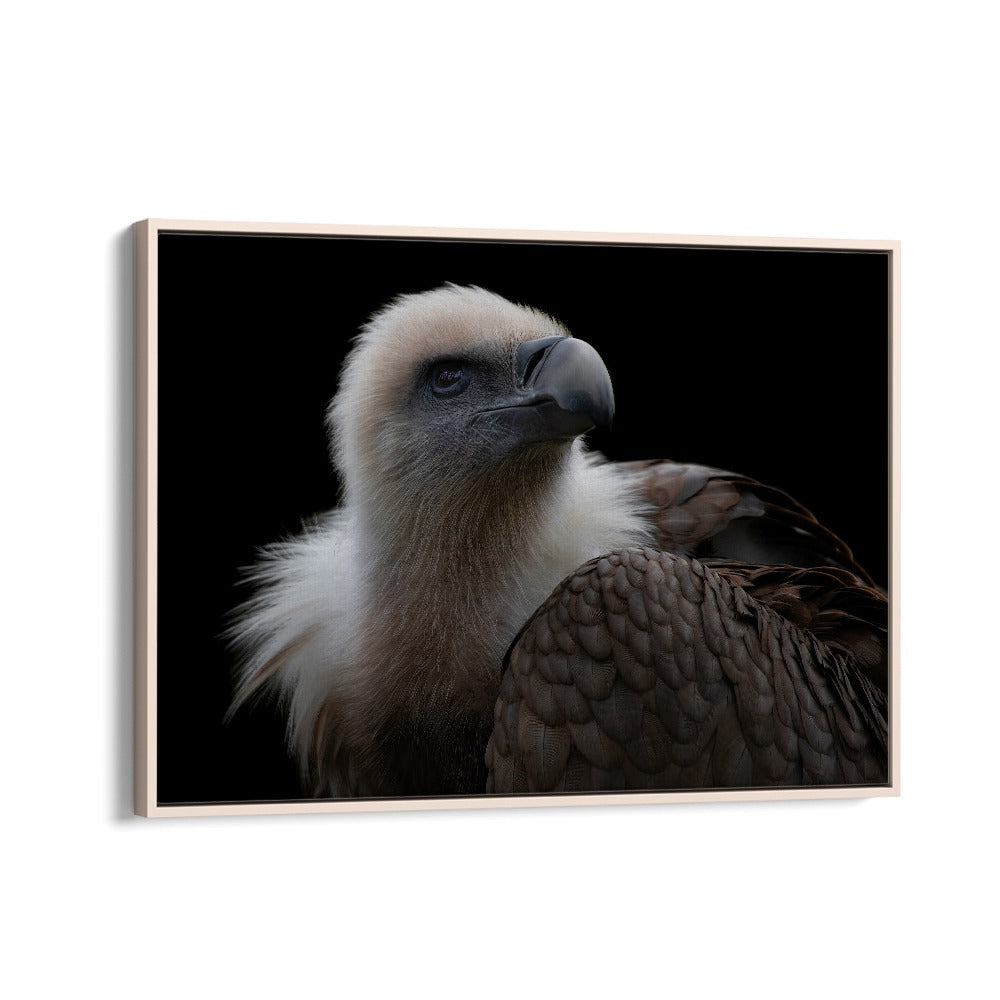 PHOTOGRAPHY painting - GYPS FULVUS - GRIFFON VULTURE by Asianmonk