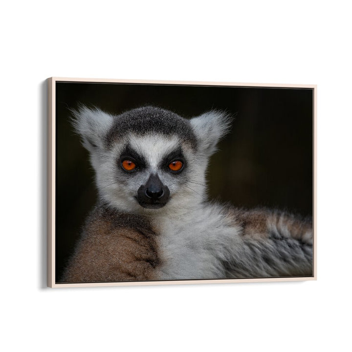 PHOTOGRAPHY painting - STRIKE A POSE - MAKI CATTA - LEMUR CATTA by Asianmonk