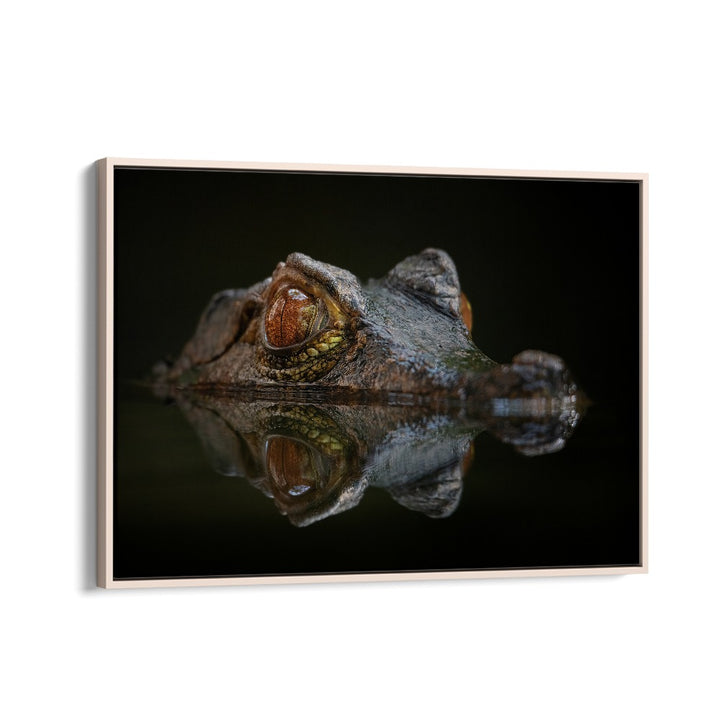 PHOTOGRAPHY painting - CUVIER'S DWARF CAIMAN - PALEOSUCHUS PALPEBROSUS by Asianmonk