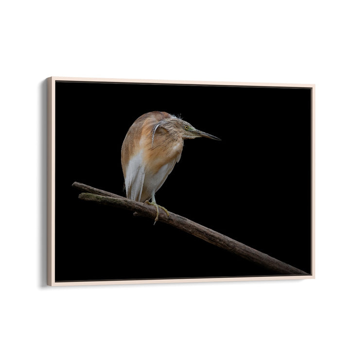 PHOTOGRAPHY painting - LITTLE BITTERN - IXOBRYCHUS MINUTUS by Asianmonk