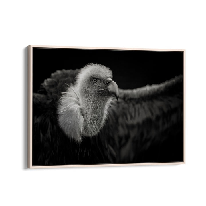 PHOTOGRAPHY painting - GRIFFON VULTURE by Asianmonk