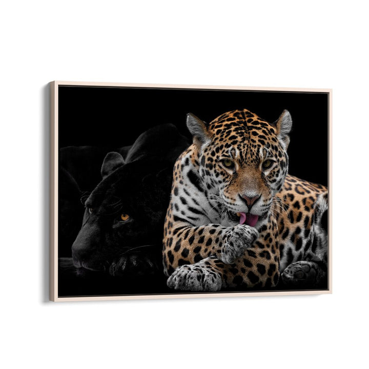 PHOTOGRAPHY painting - MR AND MRS JAGUAR - PANTHERA ONCA by Asianmonk