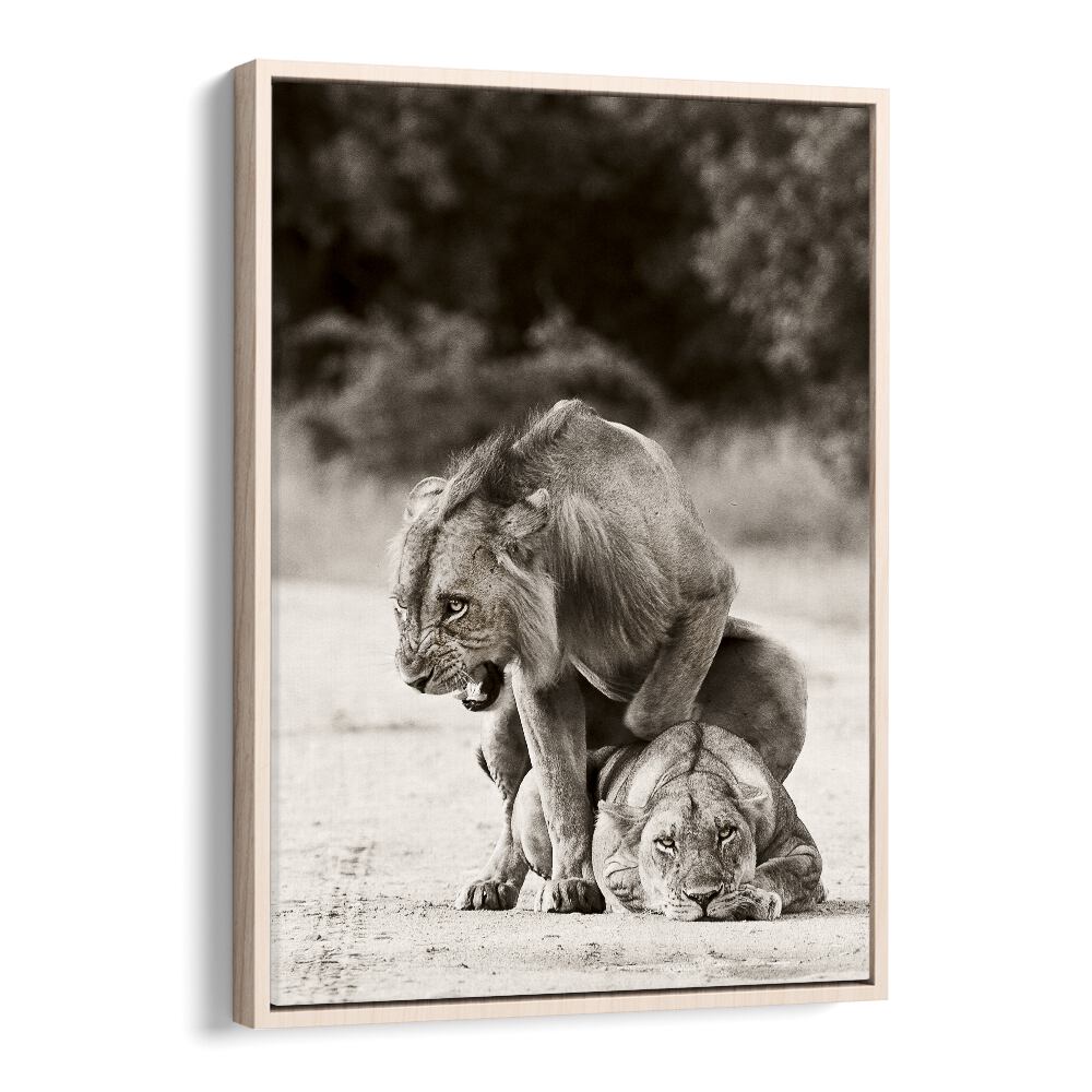 WILD PHOTO ART painting - LION LOVE by Asianmonk