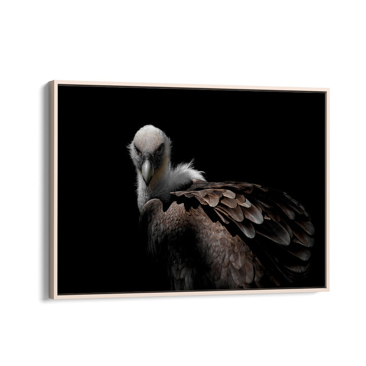 PHOTOGRAPHY painting - GRIFFON VULTURE II by Asianmonk