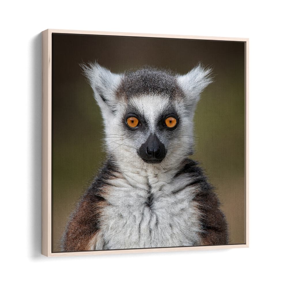 chre painting - MAKI CATTA- LEMUR CATTA by Asianmonk