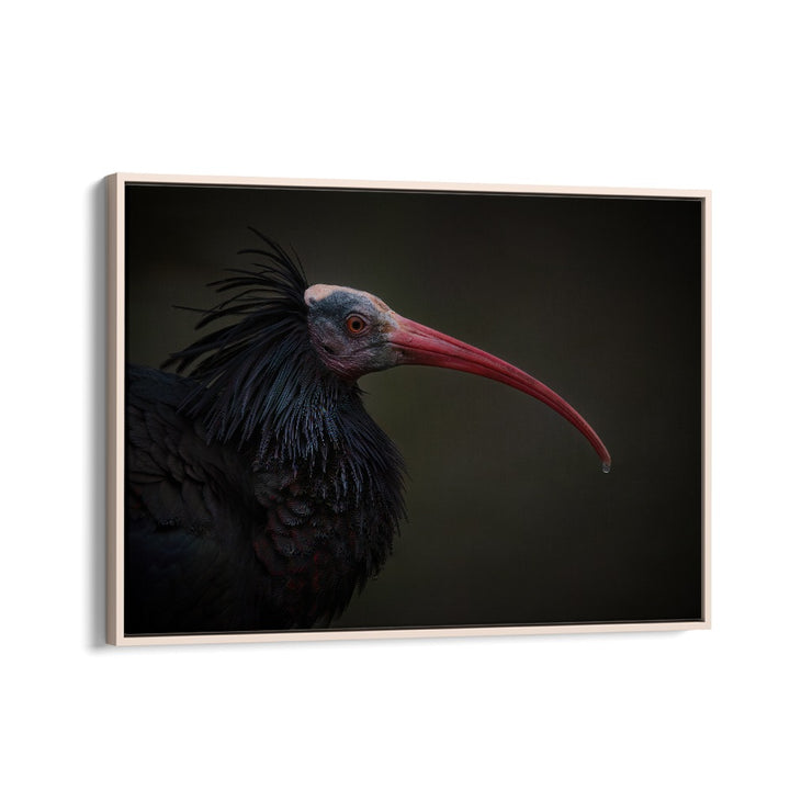 PHOTOGRAPHY painting - NORTHERN BALD IBIS - GERONTICUS EREMITA by Asianmonk