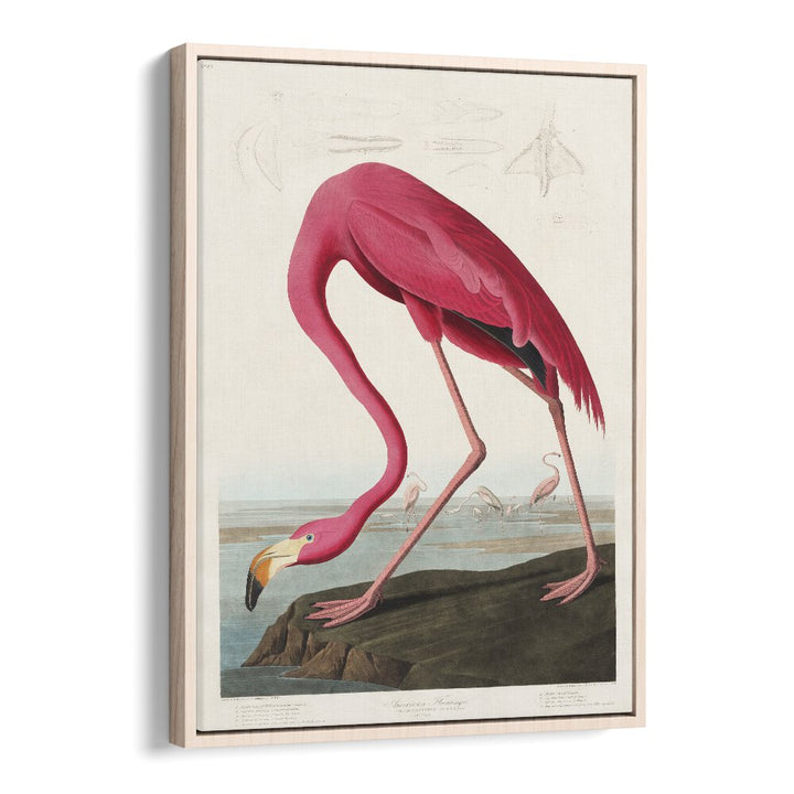 RED FLAMINGO - I