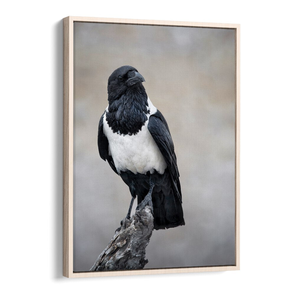 Christian Meermann painting - AFRICAN PIED CROW PORTRAIT by Asianmonk