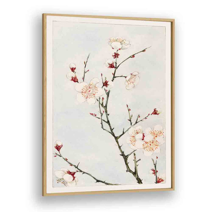 PLUM BRANCHES WITH BLOSSOMS DURING 1870 -1880