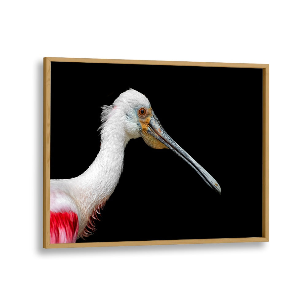 PHOTOGRAPHY painting - AFRICAN SPOONBILL - PLATALEA ALBA by Asianmonk