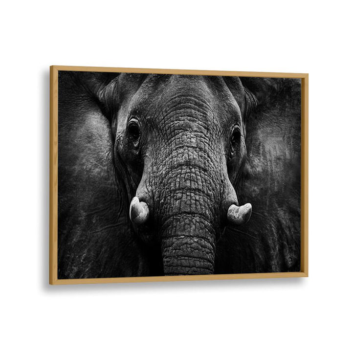 PHOTOGRAPHY painting - ELEPHANT II by Asianmonk