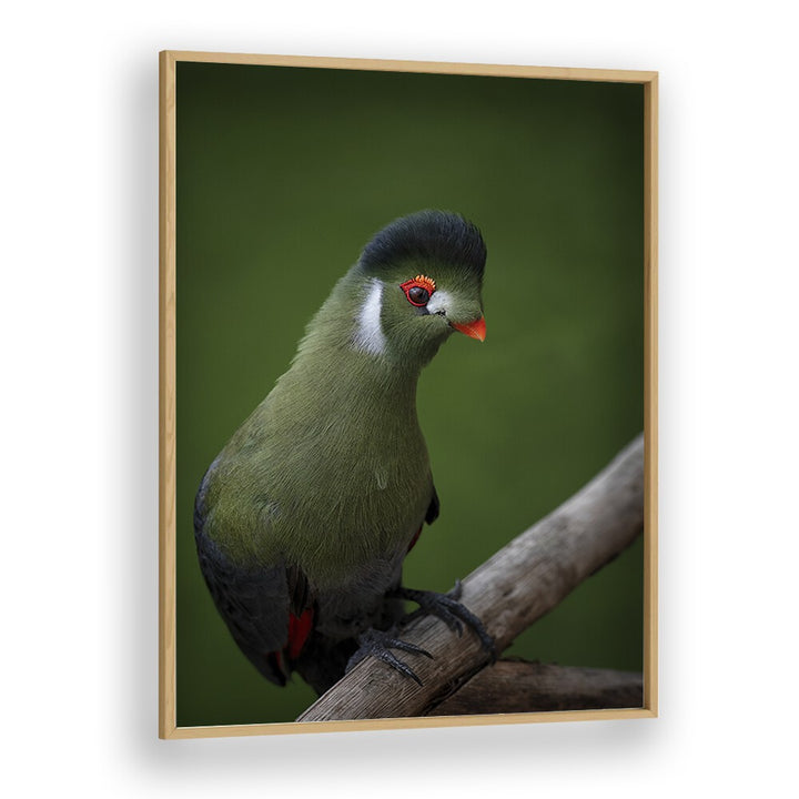 Christian Meermann painting - WHITE-CHEEKED TURACO by Asianmonk