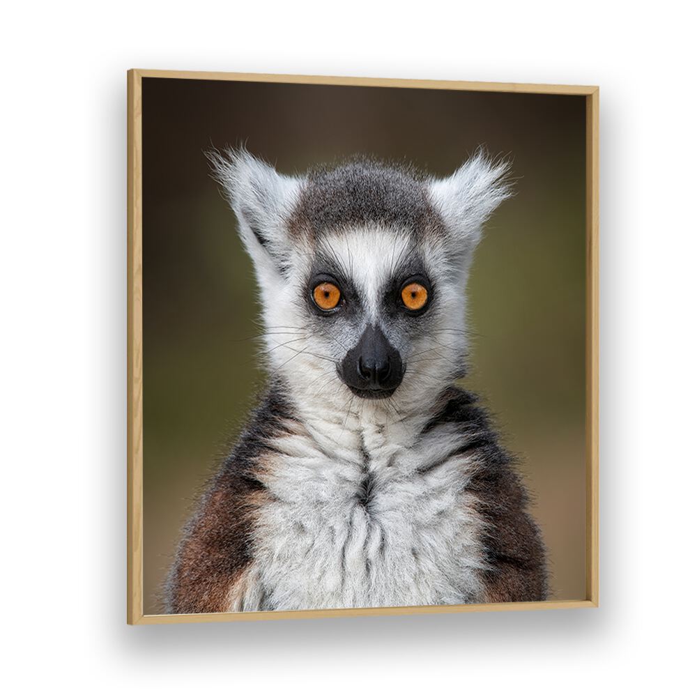 chre painting - MAKI CATTA- LEMUR CATTA by Asianmonk