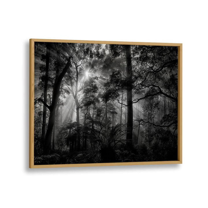 PHOTOGRAPHY painting - PRIMARY FOREST by Asianmonk