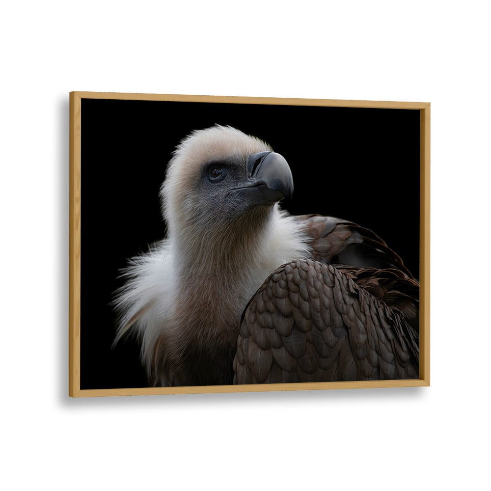 PHOTOGRAPHY painting - GYPS FULVUS - GRIFFON VULTURE by Asianmonk