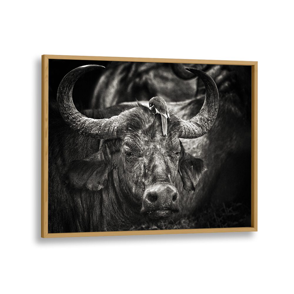 PHOTOGRAPHY painting - RED-BILLED OXPECKER AND THE BUFFALO by Asianmonk