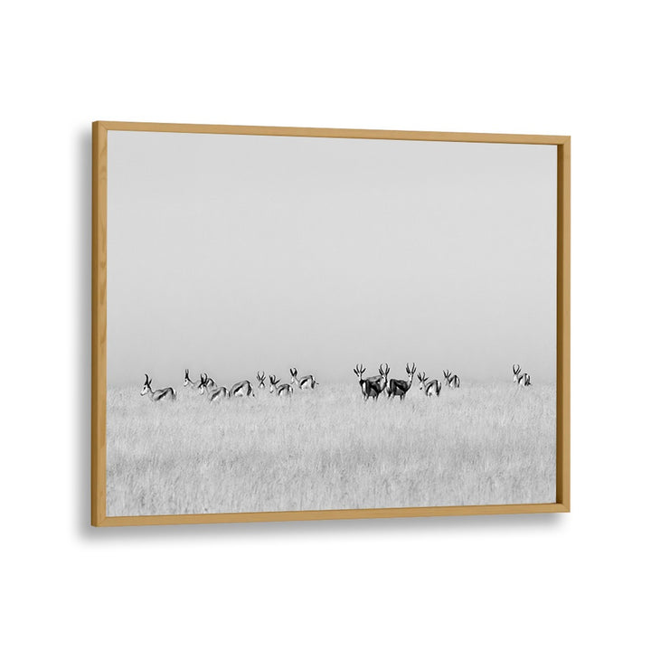 PHOTOGRAPHY painting - SENTINEL GAZELLES by Asianmonk