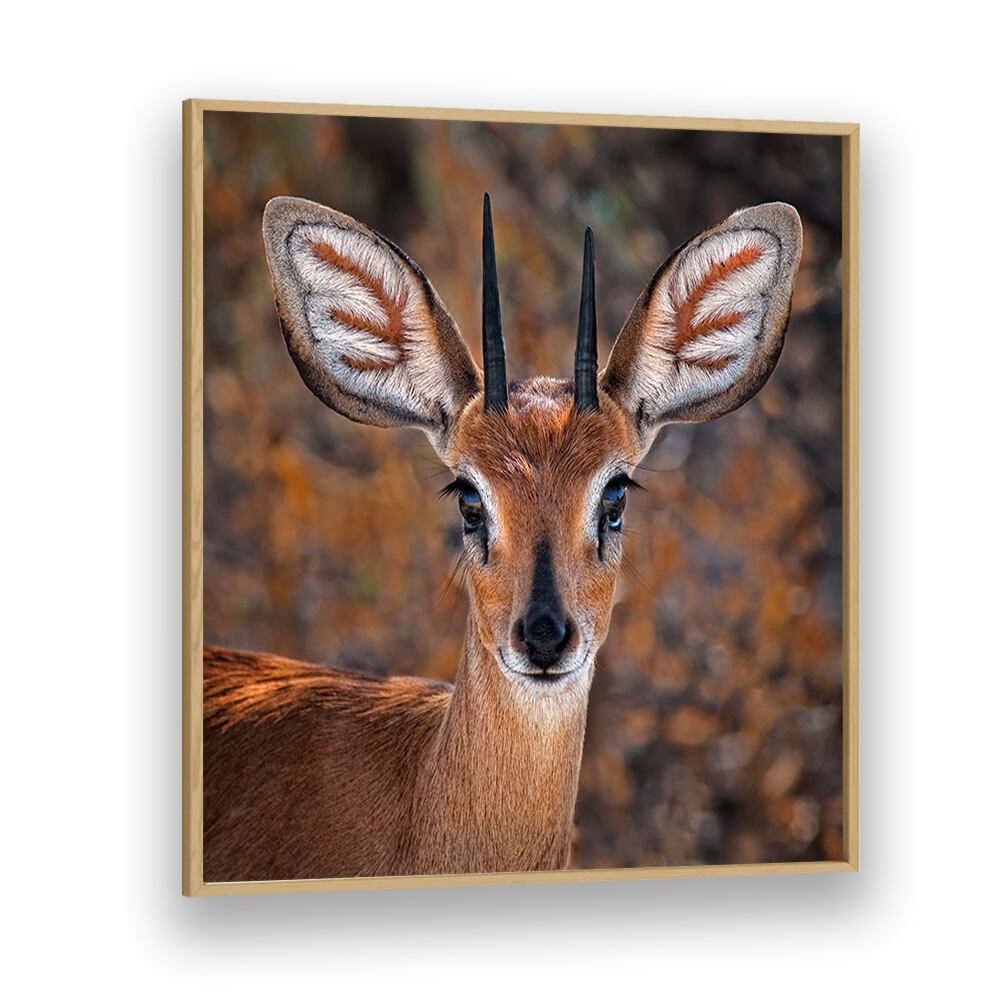 chre painting - STEENBOK by Asianmonk