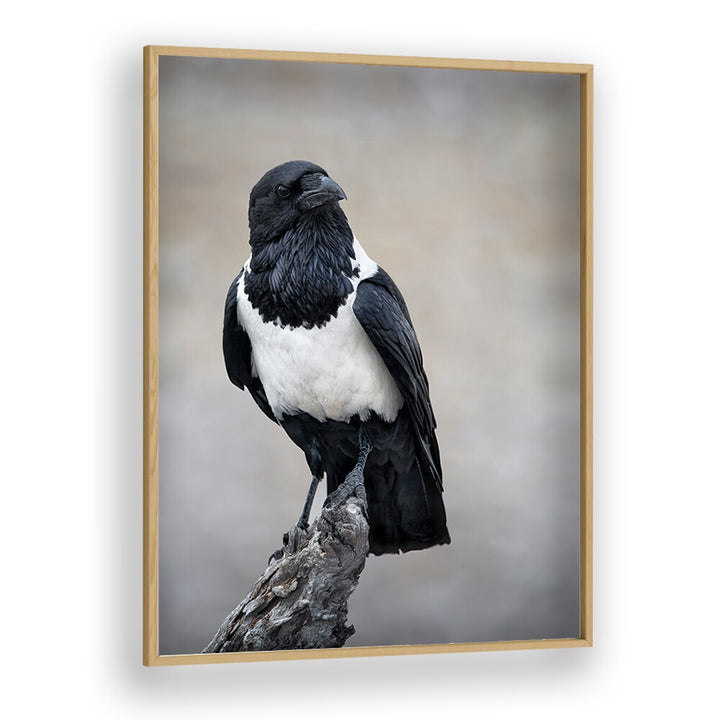 Christian Meermann painting - AFRICAN PIED CROW PORTRAIT by Asianmonk