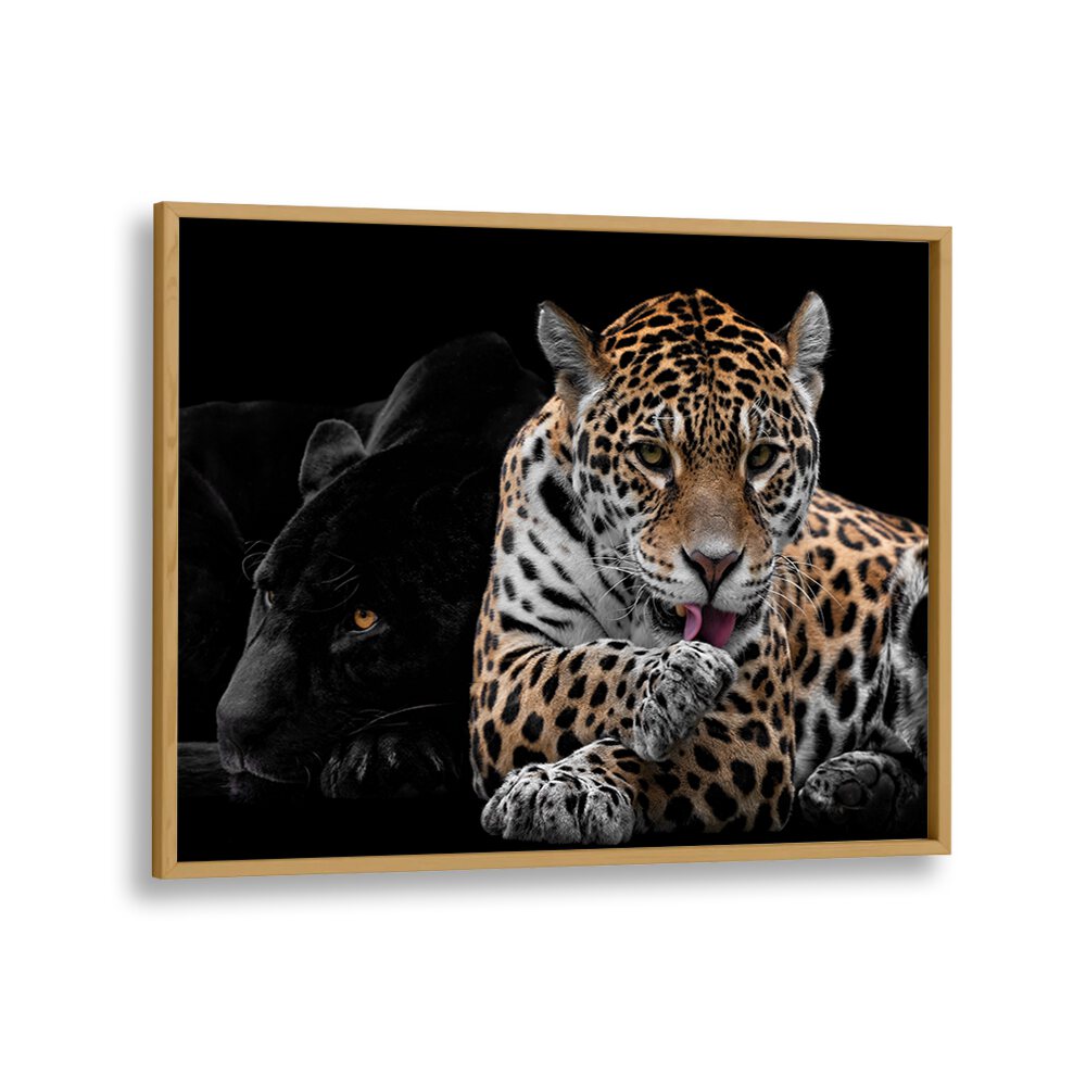 PHOTOGRAPHY painting - MR AND MRS JAGUAR - PANTHERA ONCA by Asianmonk