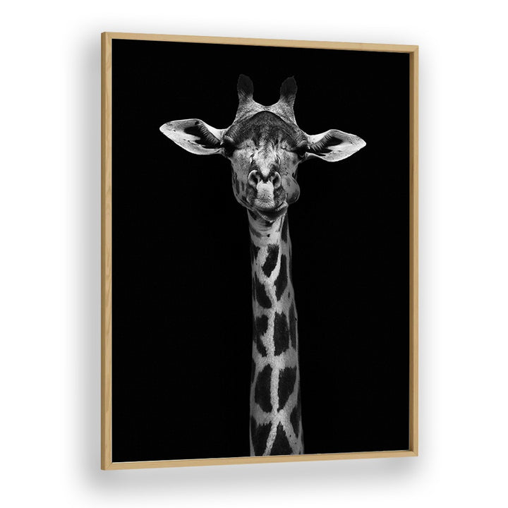 GIRAFFE PORTRAIT