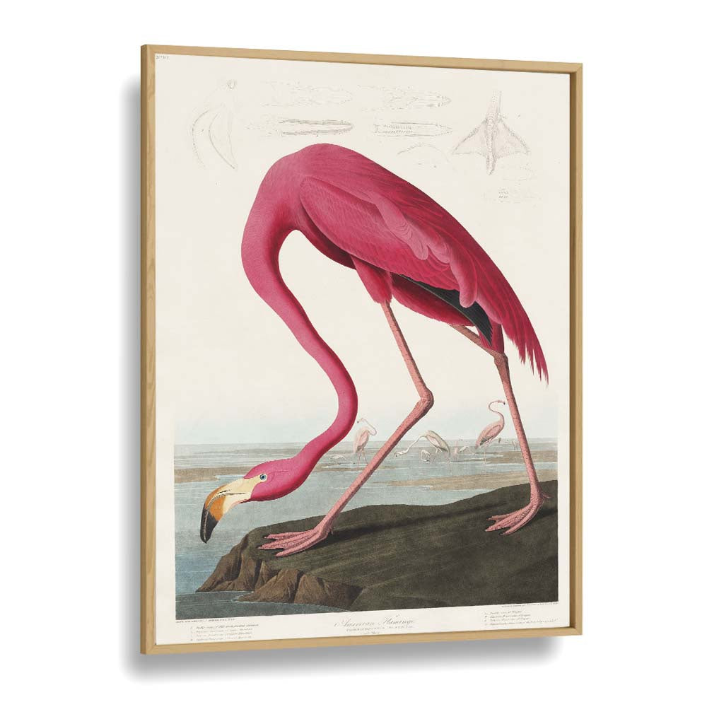 RED FLAMINGO - I