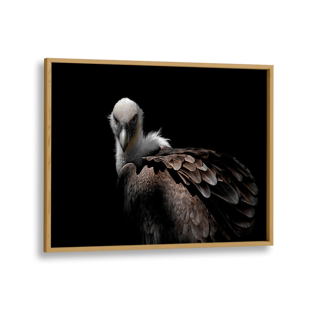 PHOTOGRAPHY painting - GRIFFON VULTURE II by Asianmonk