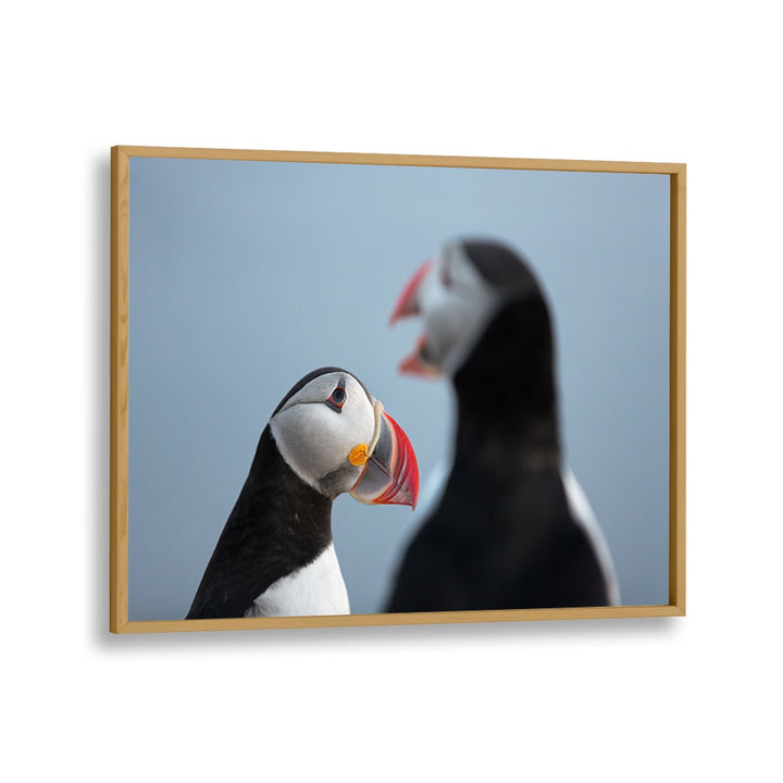 PHOTOGRAPHY painting - PUFFIN TALK by Asianmonk