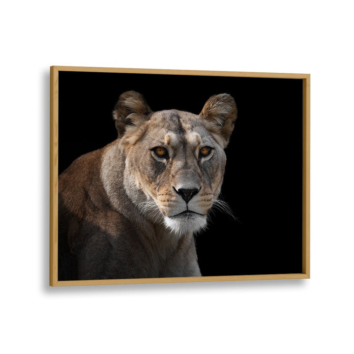 PHOTOGRAPHY painting - LIONESS PORTRAIT by Asianmonk