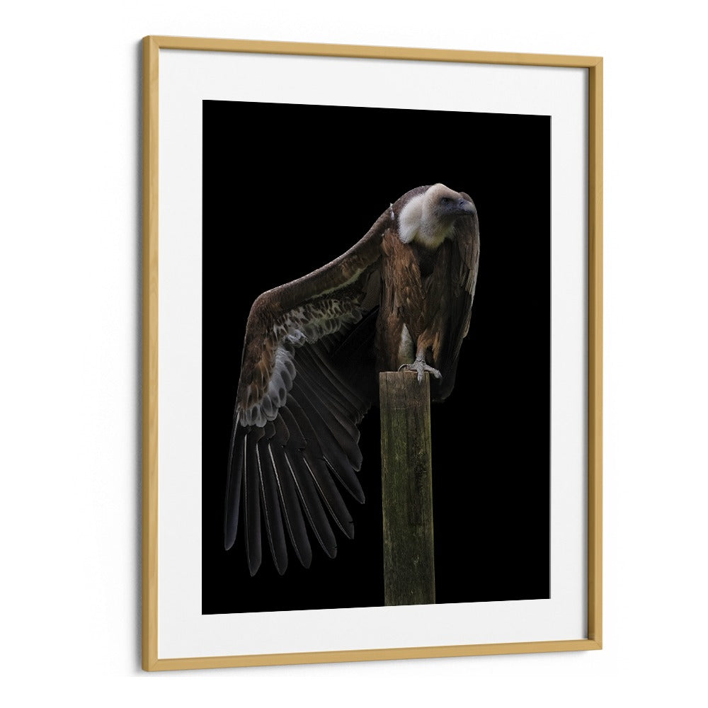 Christian Meermann painting - PROFIL - GRIFFON VULTURE by Asianmonk