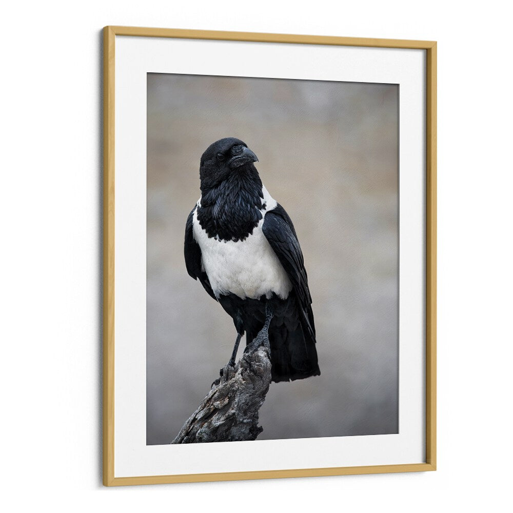 Christian Meermann painting - AFRICAN PIED CROW PORTRAIT by Asianmonk