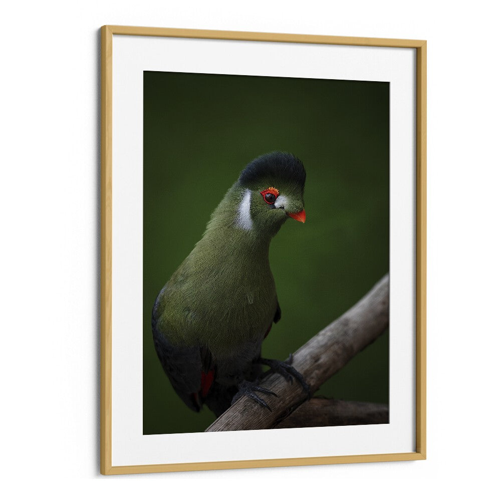 Christian Meermann painting - WHITE-CHEEKED TURACO by Asianmonk